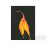 Masdevallia veitchiana cards