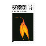 Masdevallia veitchiana postage