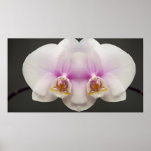 Mask of the Orchid Poster