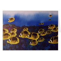 masked angel fish in school watercolor greeting cards