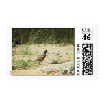 Masked Bobwhite Stamps