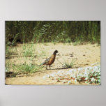 Masked Bobwhite Print