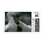 Masked Booby, Courtship Postage