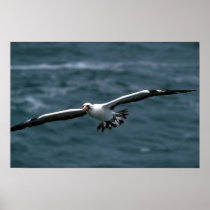 Masked Booby Flying Over Water Poster