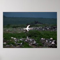 Masked Booby In Flight Over Rookery Print