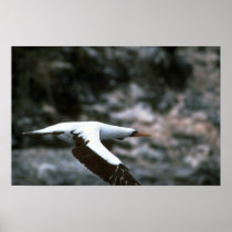 Masked Booby In Flight Poster