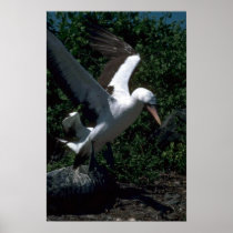 Masked Booby Landing On Rocks Poster