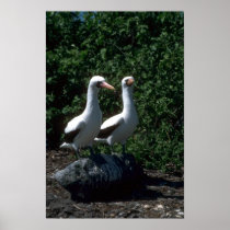 Masked Booby, Mated Pair Posters
