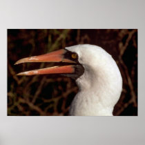 Masked Booby Poster