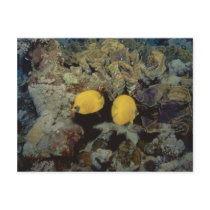 Masked Butterfly001-01 postcards
