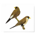 Masked Finch - Poephila personata posters