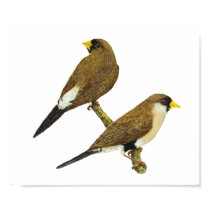 Masked Finch - Poephila personata posters