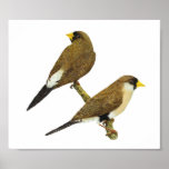 Masked Finch - Poephila personata Print