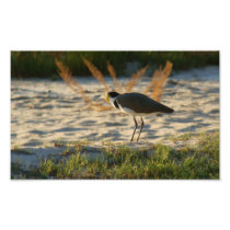 Masked Plover Photo Art