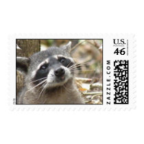 Masked Raccoon Postage Stamp
