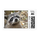 Masked Raccoon Postage Stamp