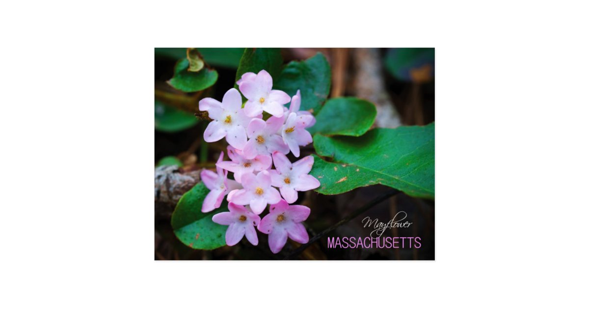 massachusetts-state-flower-mayflower-postcard-zazzle