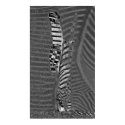 Massaï Zebra posters by DigitalCreations Massaï Zebra posters