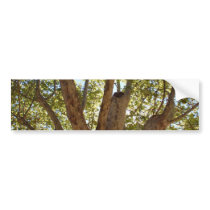 Massive Tree with Blue Sky Bumper Stickers