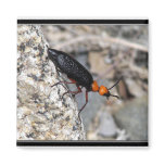 Master Blister Beetle Fridge Magnets