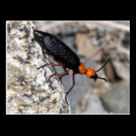 Master Blister Beetle postcards