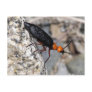Master Blister Beetle Post Card