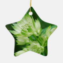 Masterwort Ornament