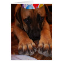 Mastiff Birthday - English Mastiff Dog Birthday Greeting Card