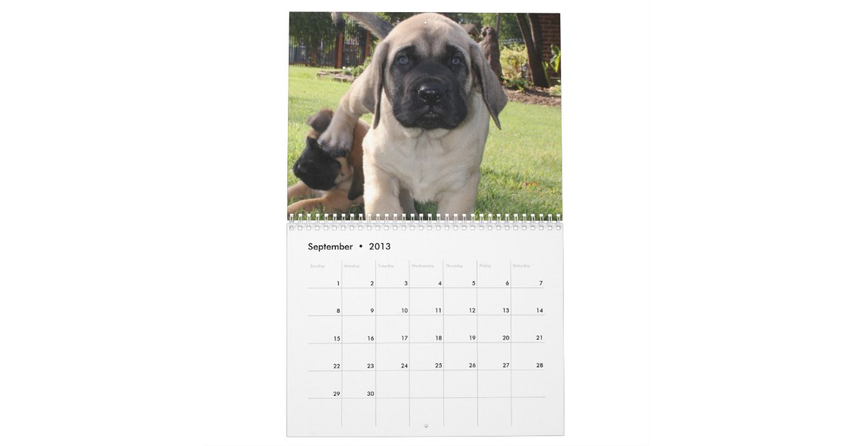Mastiff calendar Zazzle