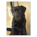 Mastiff/Chocolate Lab Mix Greeting/Note Cards