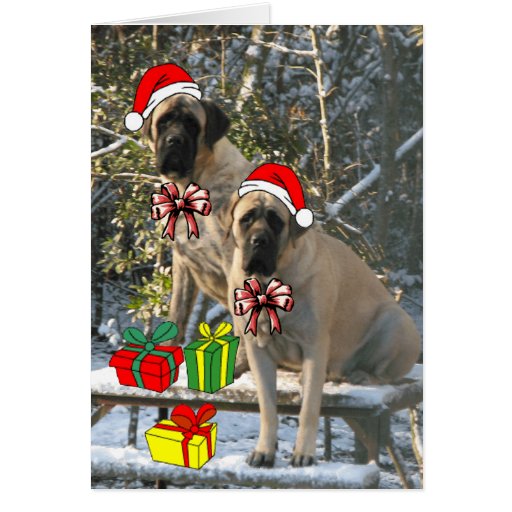 Mastiff Christmas Card | Zazzle