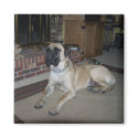 Mastiff Dog Hooch magnets