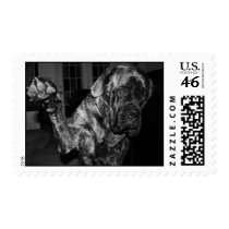 Mastiff dog paw postage stamps