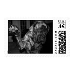 Mastiff dog paw postage