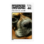 Mastiff Dog Postage Stamp