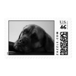 Mastiff dog sad postage
