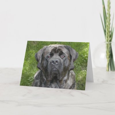 mastiff face