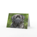 Mastiff Face Note Card by flowingcreek Mastiff Face Note Card