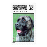 Mastiff postage