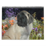 Mastiff Puppies Calendar