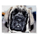 Mastiff Puppy posters