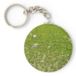 Mat-forming quillwort (Isoetes tegetiformans) keychains