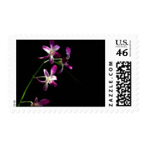 Matching Postage Stamps ~ gorgeous orchids