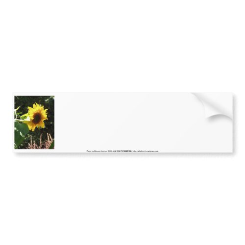 maternal sunflower bumpersticker