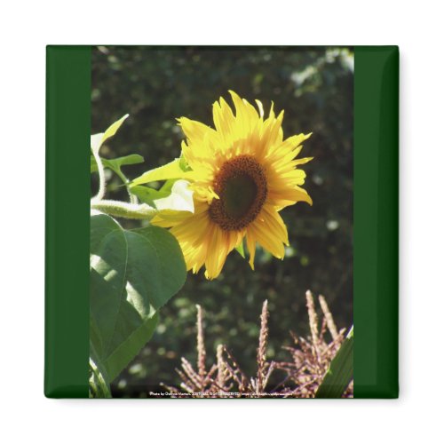 maternal sunflower magnet