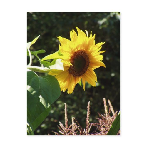 maternal sunflower postcard