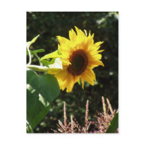 maternal sunflower postcards by dlmtleArt maternal sunflower postcards