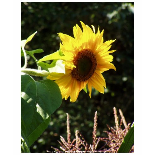 maternal sunflower shirt