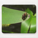 Mating Bugs mousepads