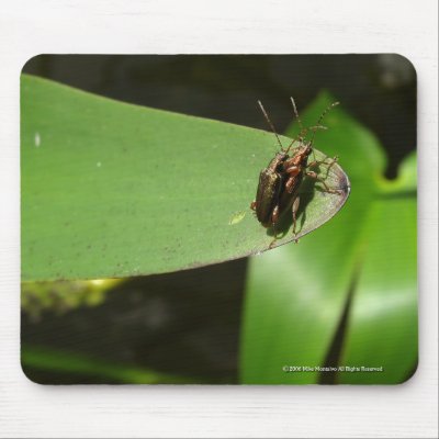 Mating Bugs Mouse Pads by Mike_Montalvo